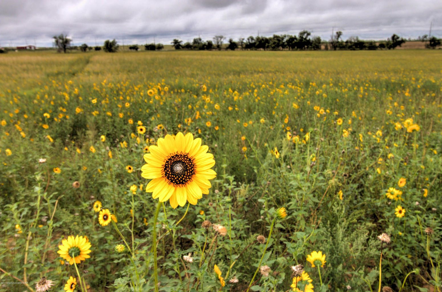 Triple T Ranch - Triangle Realty